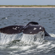 Image for article titled Gray Whale Sets New Migratory Record With Epic Pacific Voyage